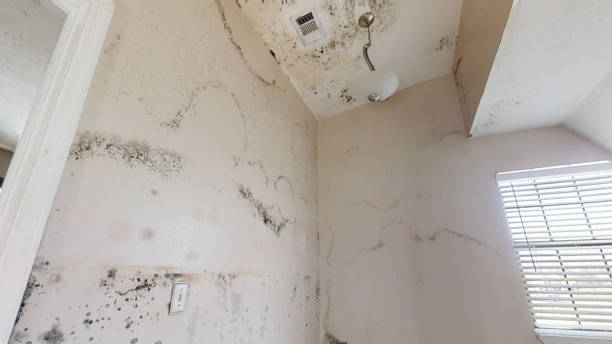Best Water Damage & Mold Remediation  in Marion, SC