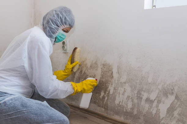 Best Real Estate Mold Inspection  in Marion, SC