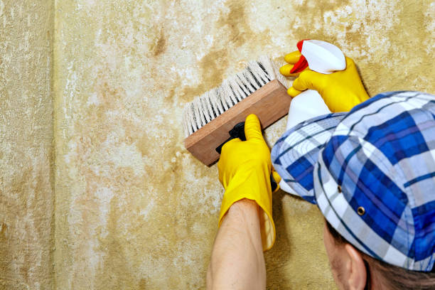 Best Post-Construction Mold Inspection  in Marion, SC