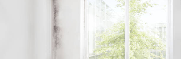 Best Environmental Consulting for Mold Prevention  in Marion, SC