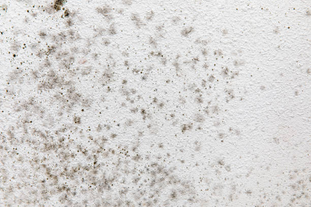 Marion, SC Mold Removal Company