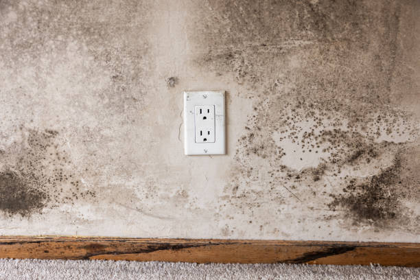 Best Environmental Consulting for Mold Prevention  in Marion, SC