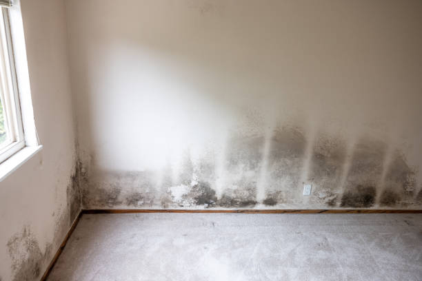 Best Black Mold Removal  in Marion, SC